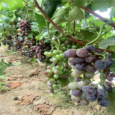 葡萄适合在什么地方种植,葡萄最适合的地方是哪里