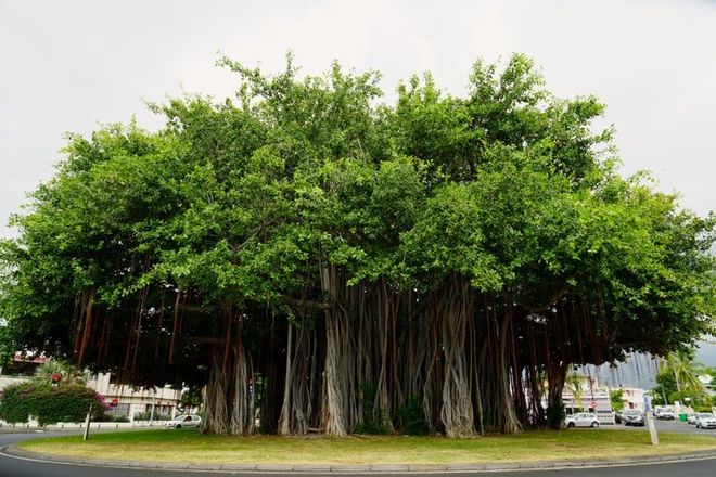世界上最老的树,世界上最古老的树种是什么树