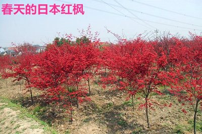 日本红枫照片,日本红枫叶图片大全图片