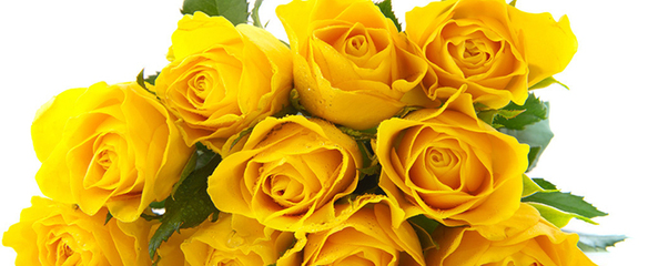 橘黄玫瑰花语,紫色玫瑰花的寓意和花语