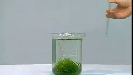 金鱼藻光合作用产生氧气实验,金鱼藻光合作用产生氧气实验改进