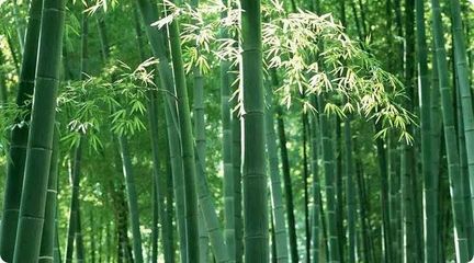 竹子象征什么人写一段话,竹子象征着哪一类人