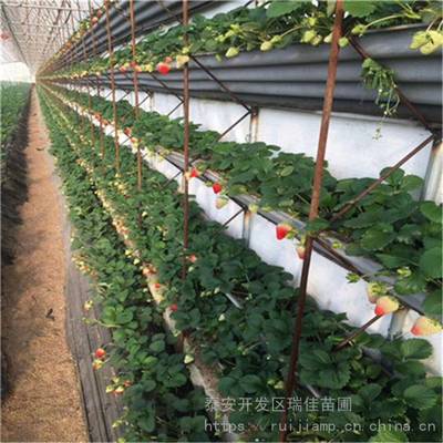 草莓怎么种植方法和施肥技术,草莓种植的技巧