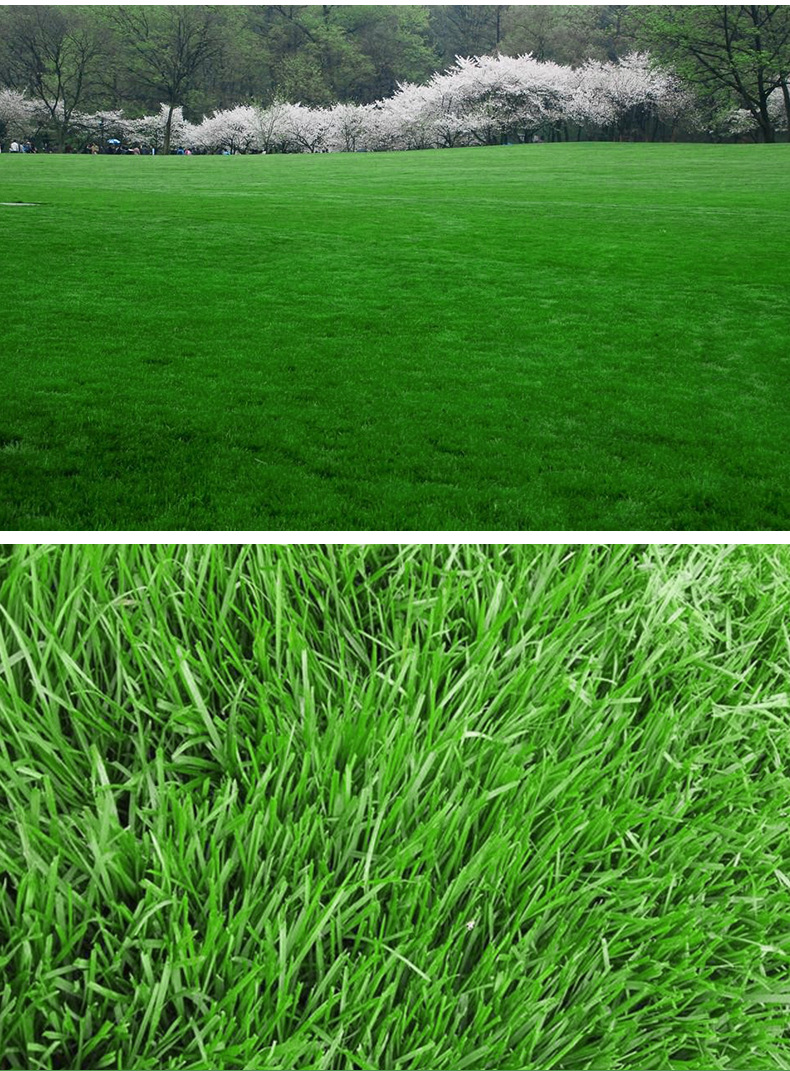 绿化草坪的草是什么草,绿化用的草皮叫什么草