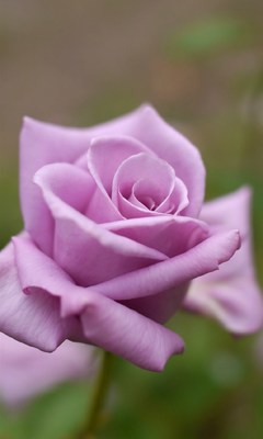 紫玫瑰图片手机壁纸,紫玫瑰图片花语