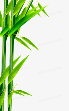 绿色竹子图片大全,绿色竹子图片大全简笔画
