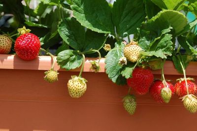 盆栽草莓哪个品种最好,盆栽草莓适合什么品种的草莓苗?