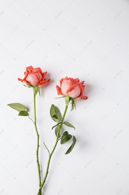 5朵粉色玫瑰的含义,5朵粉红色玫瑰的含义