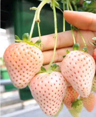 几月份买草莓苗最好,几月栽草莓苗